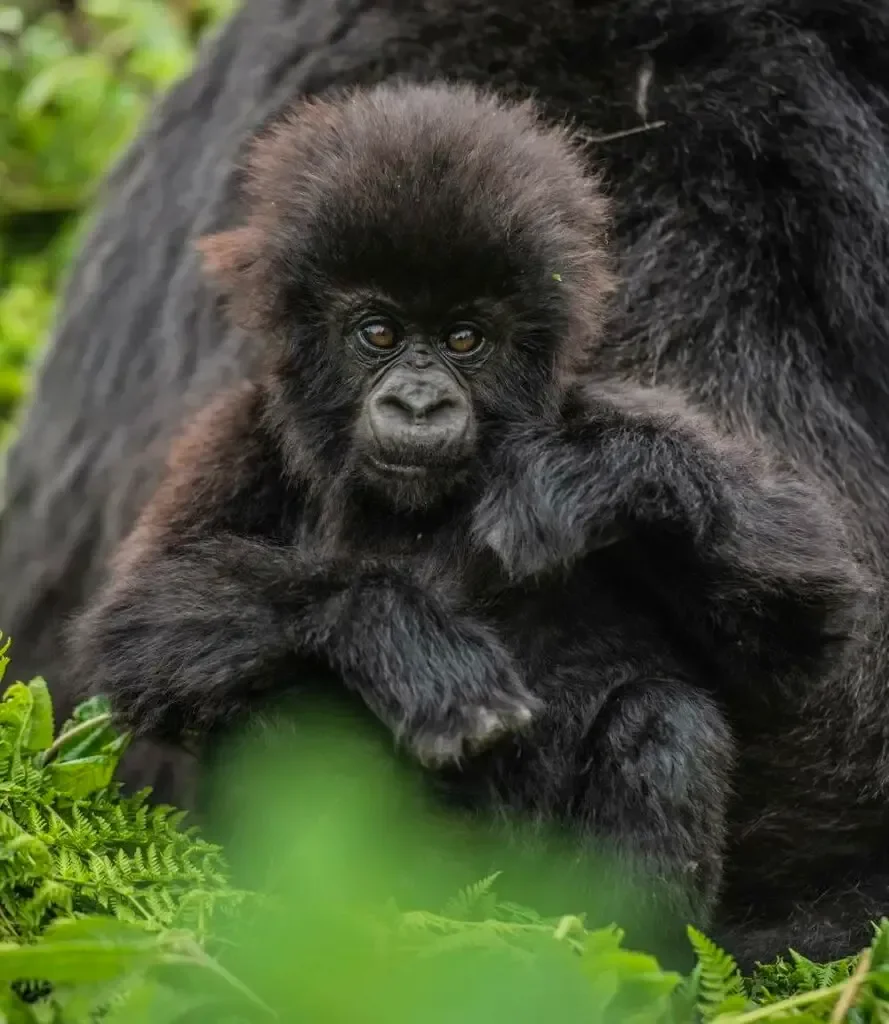 ingagi 40 nizo zizahabwa amazina mumuhango wo kwita izina