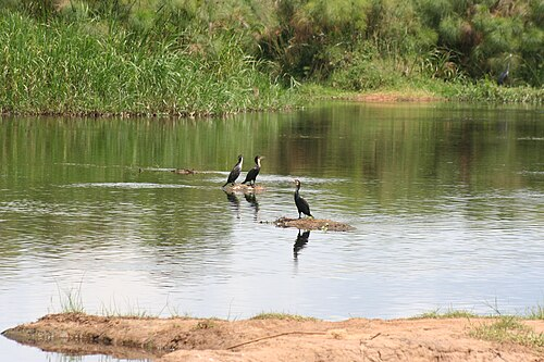 Imigezi yo mu Rwanda n’akamaro kayo ku gihugu