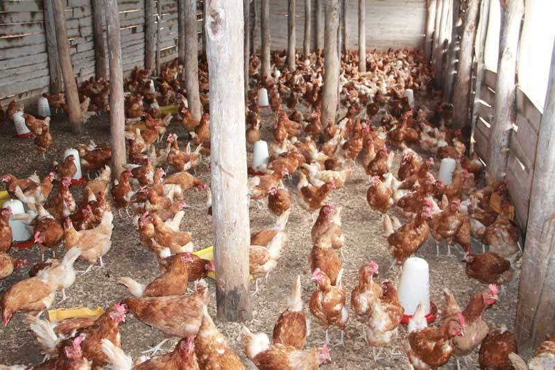 Sobanukirwa uko wakorora inkoko zitanga amagi